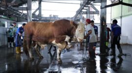 Petugas medis hewan memeriksa kesehatan sapi kurban penjualan Kota Bandung
