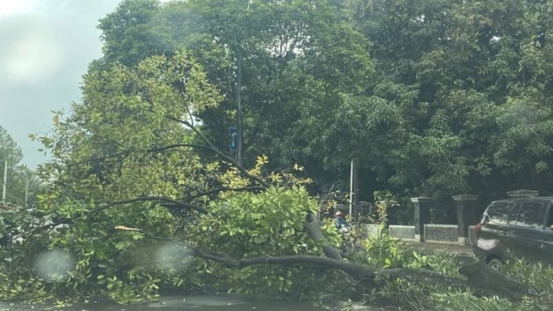 Perlindungan vegetasi di sepanjang jalan provinsi wilayah Kota Bandung kini diperketat guna menjaga kualitas udara dan estetika kota